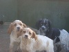  - chiots epagneuls bretons