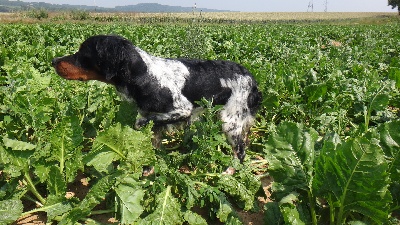 chien debourré disponible