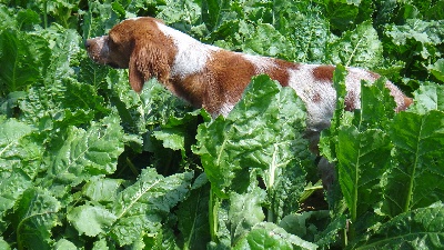 chienne débourrée pour la chasse