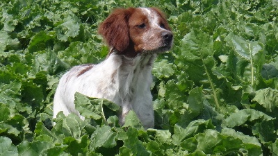 chienne débourrée pour la chasse