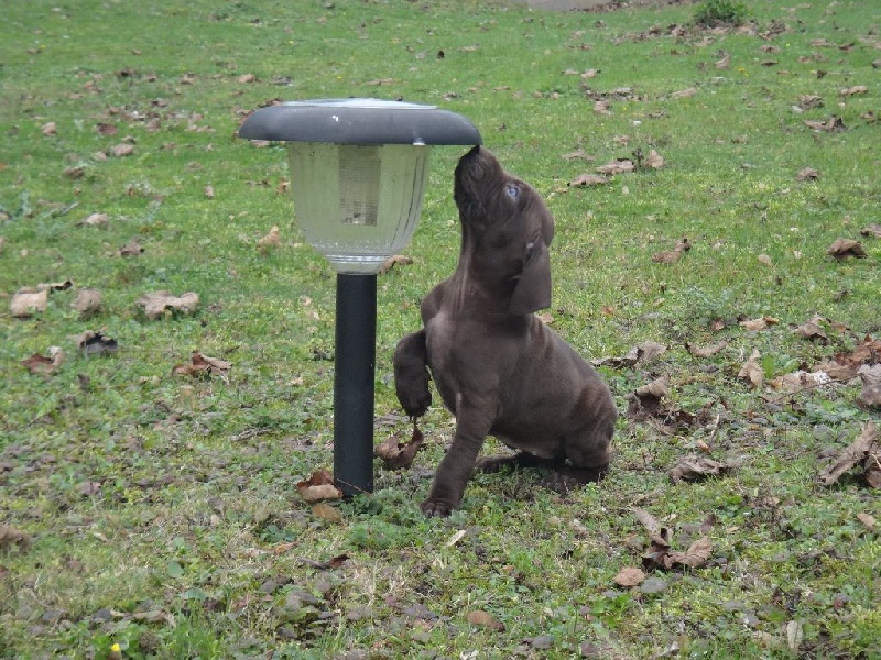 du Casaquin - Chiots disponibles - Braque allemand à poil court