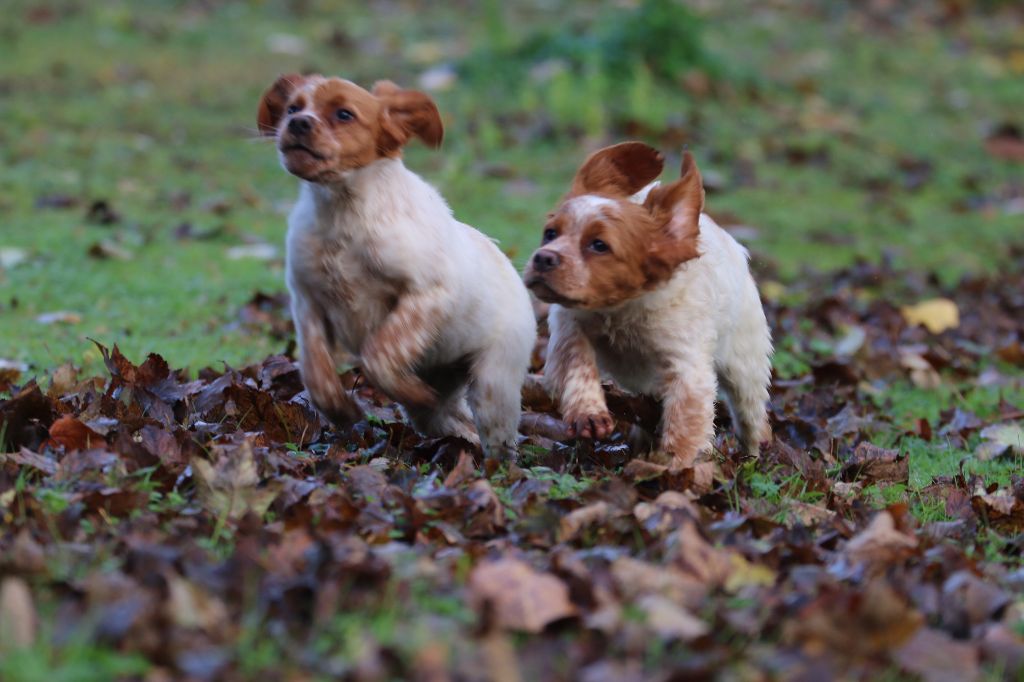 du Casaquin - Chiots disponibles - Epagneul Breton