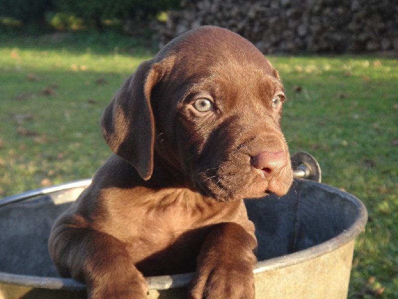 du Casaquin - Chiots disponibles - Braque allemand à poil court