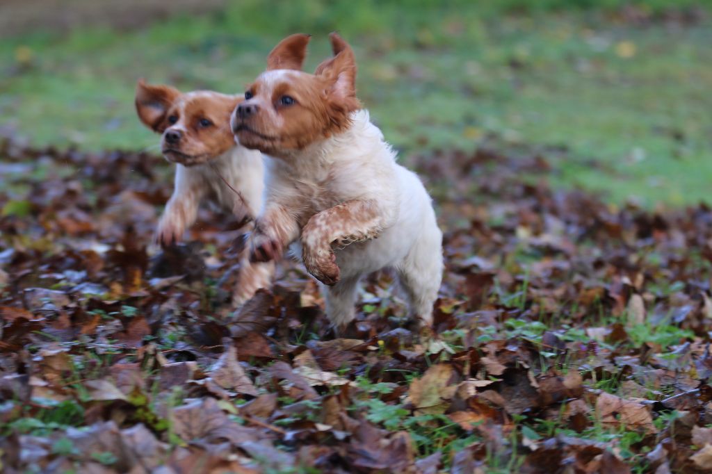 du Casaquin - Chiots disponibles - Epagneul Breton