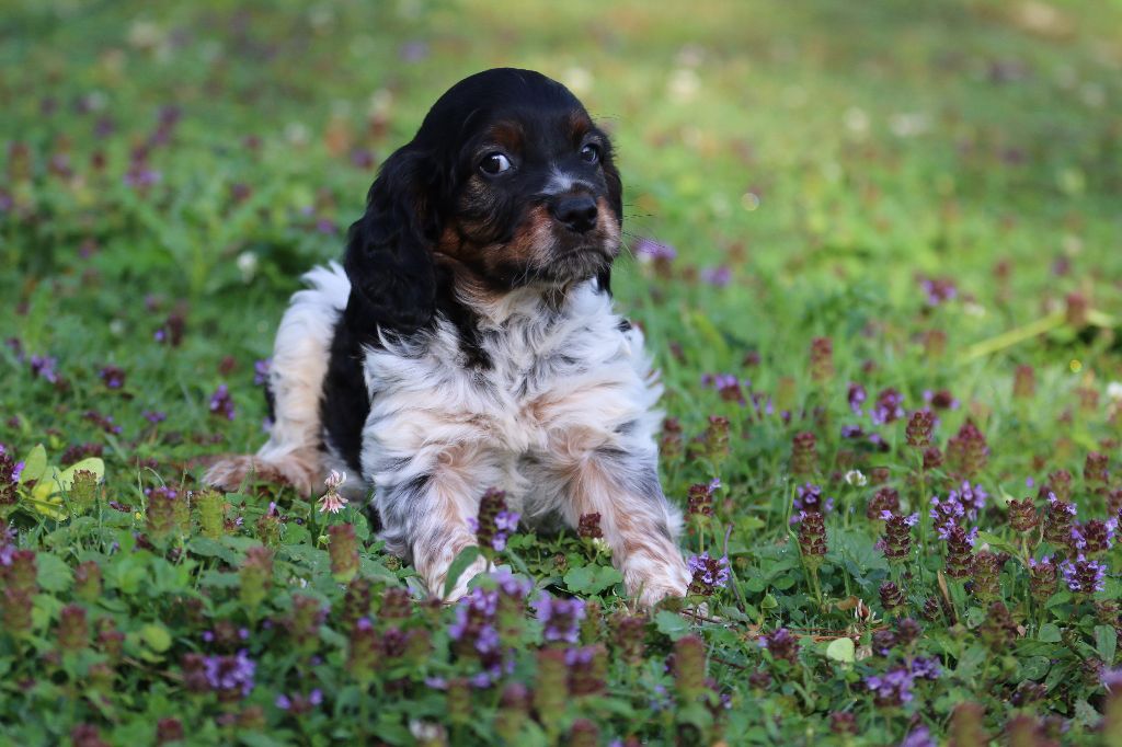 du Casaquin - Chiots disponibles - Epagneul Breton