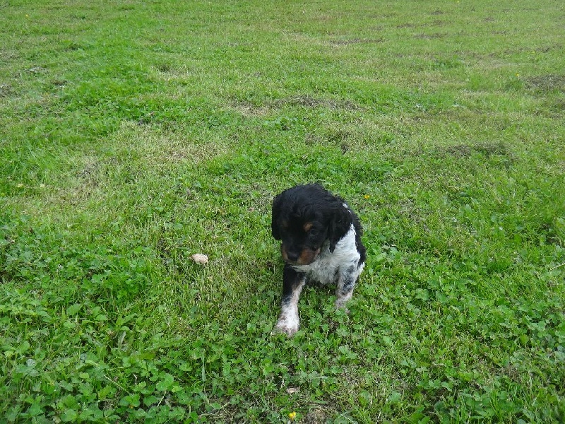 du Casaquin - Chiots disponibles - Epagneul Breton