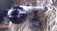 CHIOT