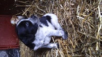 CHIOT