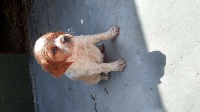 CHIOT