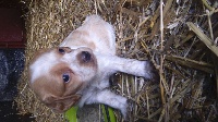 CHIOT