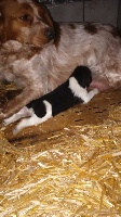CHIOT