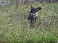 CHIOT