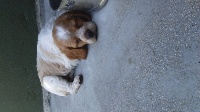 CHIOT