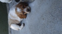 CHIOT
