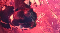CHIOT