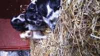 CHIOT