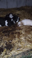 CHIOT