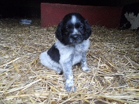 CHIOT