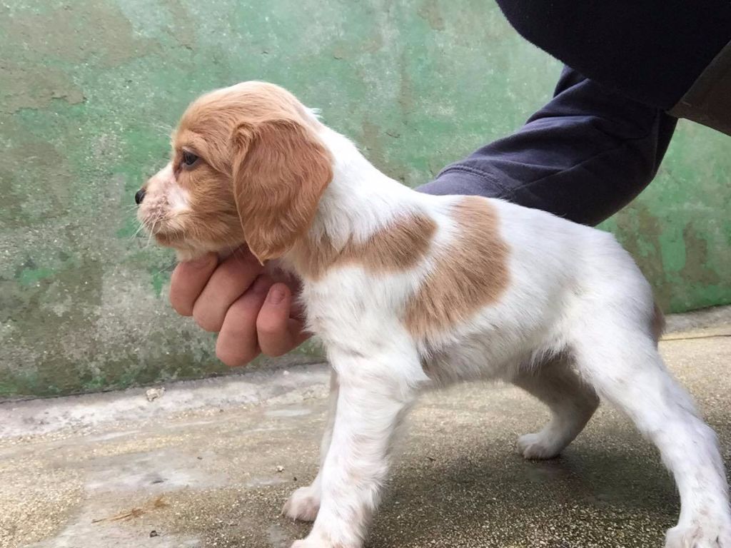 du Casaquin - Chiots disponibles - Epagneul Breton