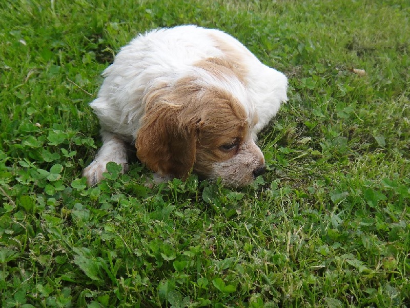 du Casaquin - Chiots disponibles - Epagneul Breton